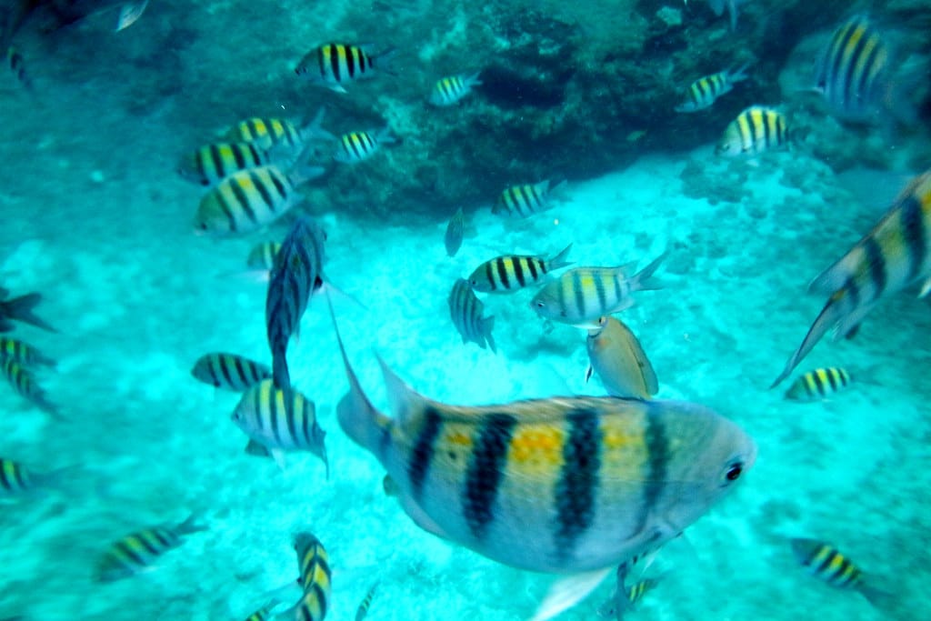How Do You Explain Water to a Fish?